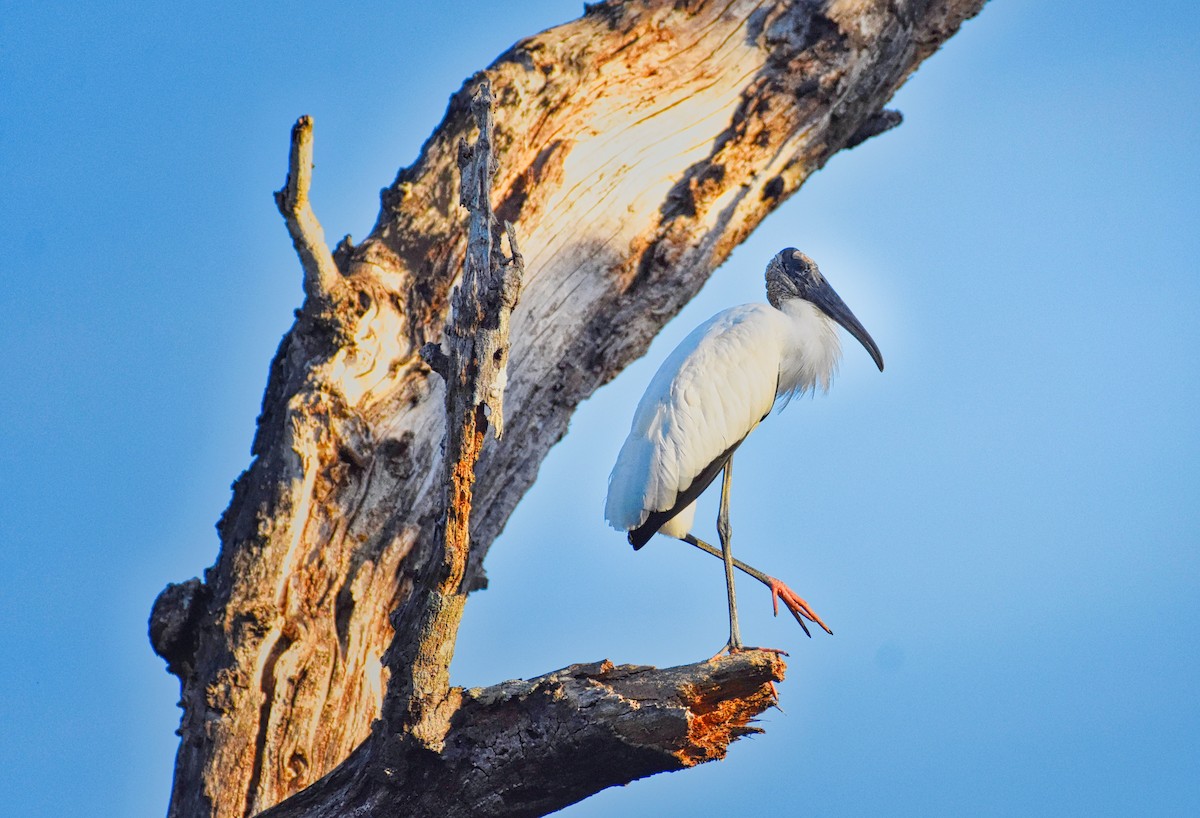 Wood Stork - ML85537161