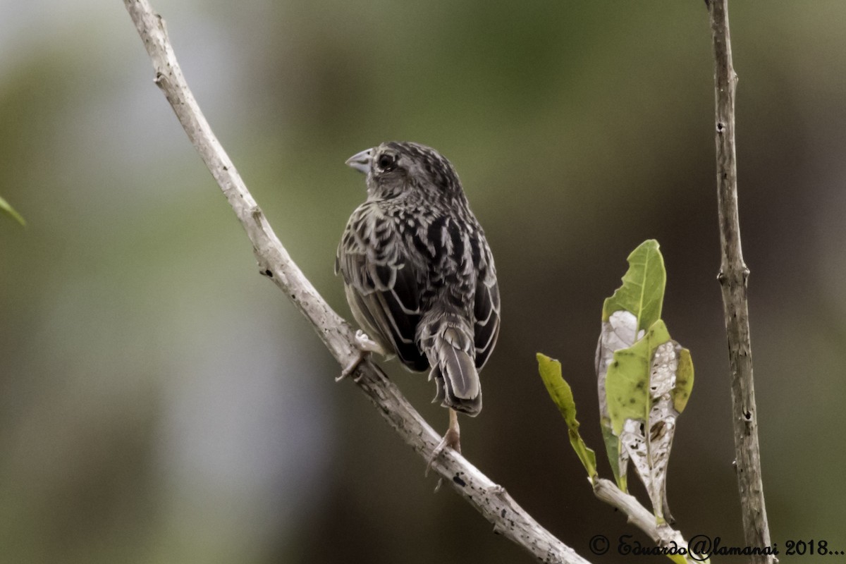 Botteri's Sparrow - Jorge Eduardo Ruano