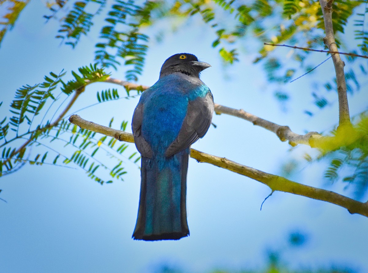 trogon žlutobřichý - ML85537391