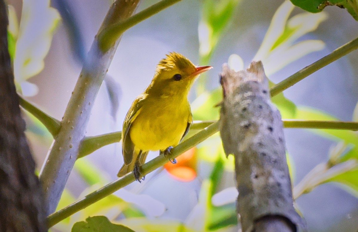 Golden Vireo - ML85537471