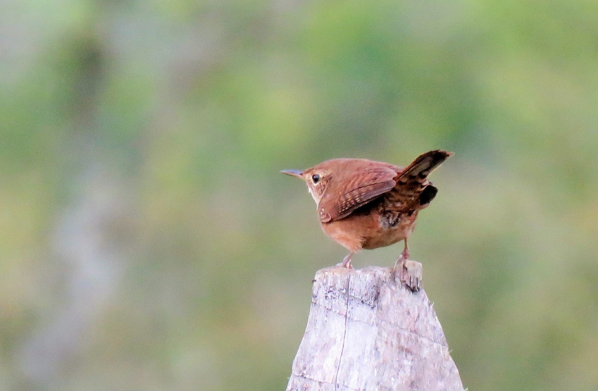 House Wren - ML85537551