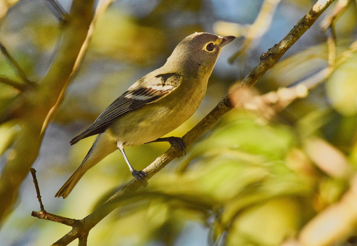 Vireo Plomizo - ML85537651