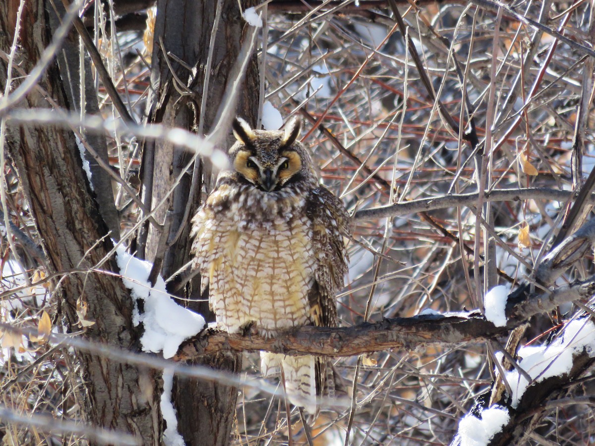 Long-eared Owl - Karen Drozda