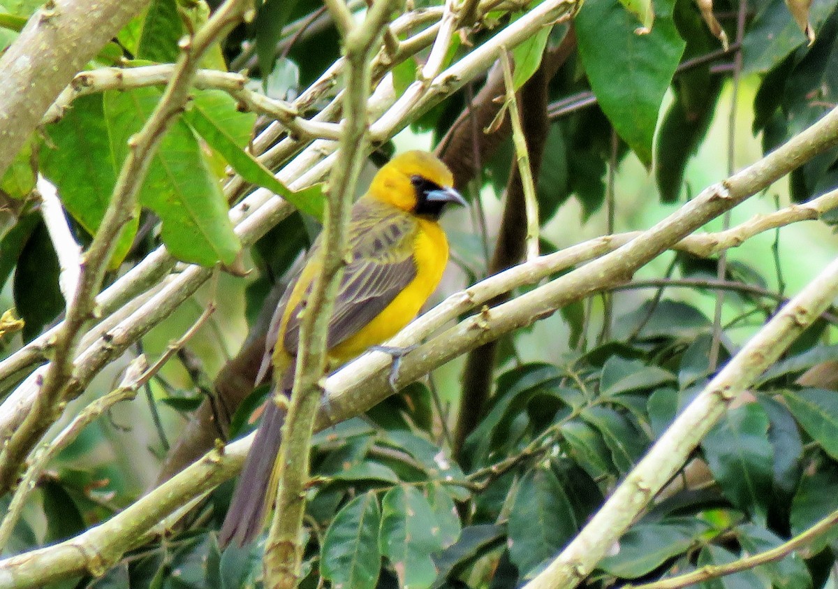 Black-vented Oriole - ML85538161