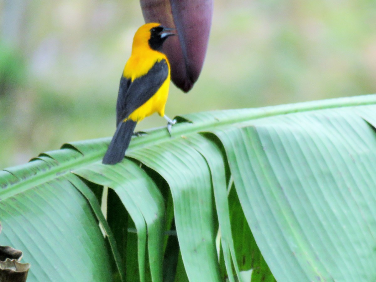 Yellow-backed Oriole - ML85538231