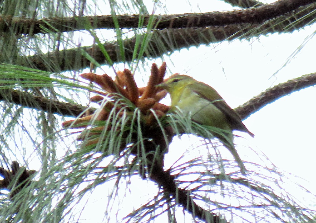 Tennessee Warbler - ML85538321