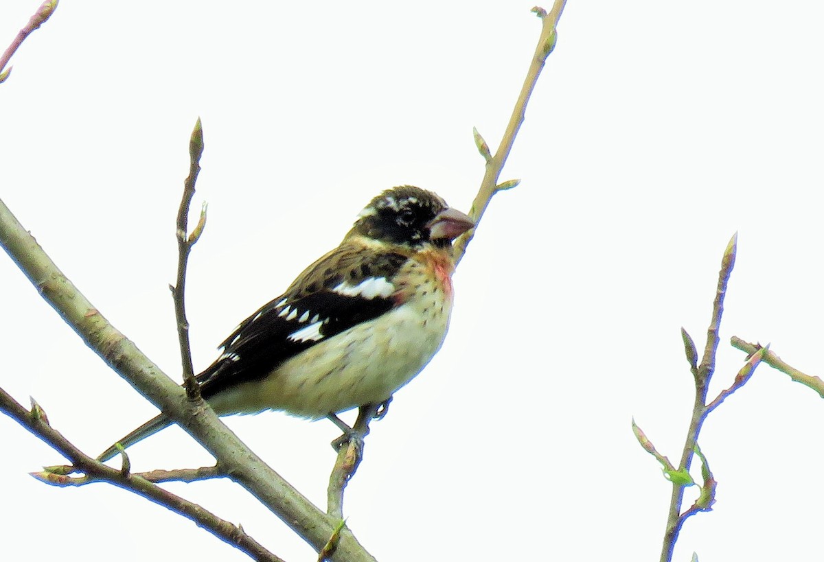 Rose-breasted Grosbeak - ML85539031