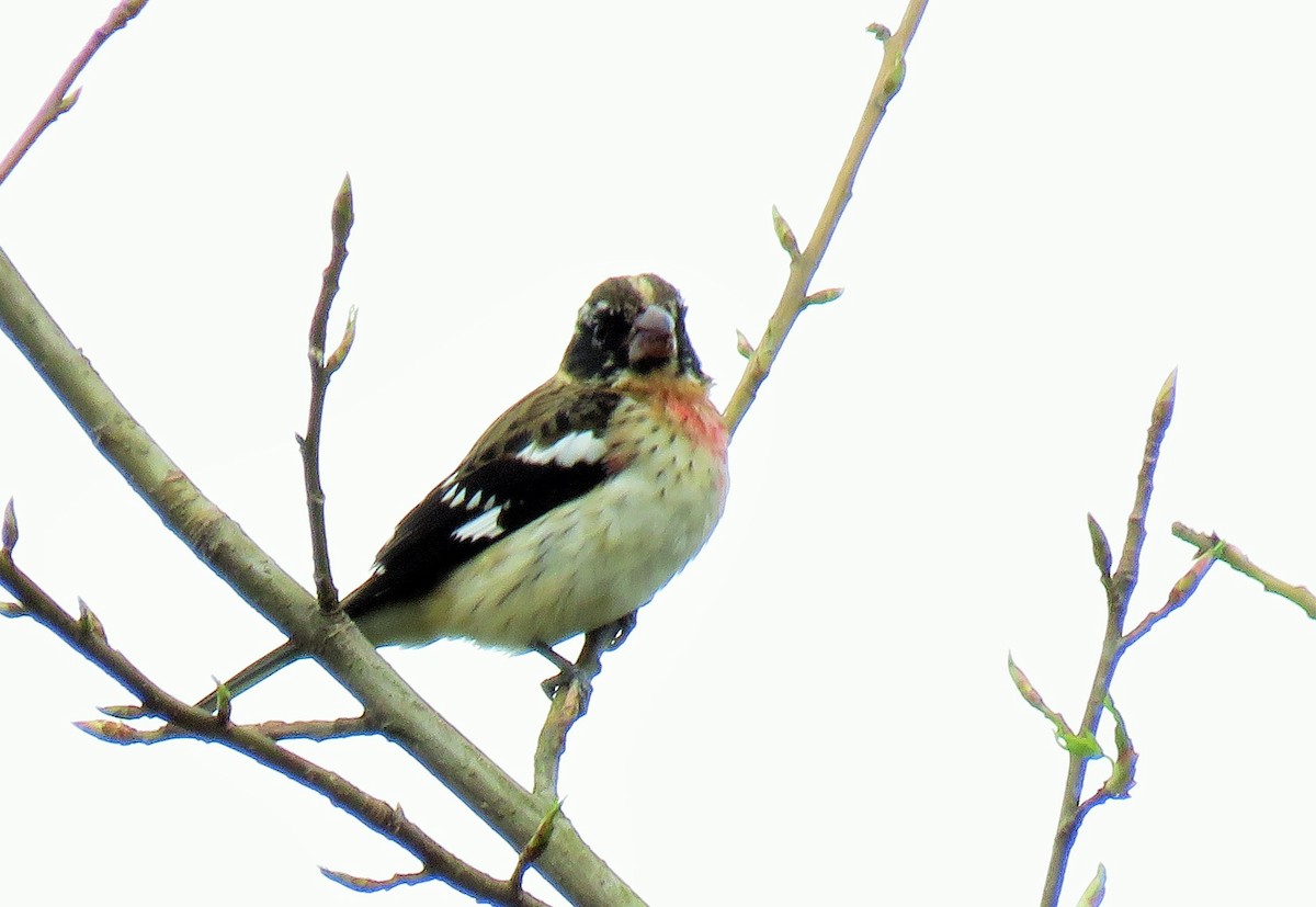 Rose-breasted Grosbeak - ML85539071