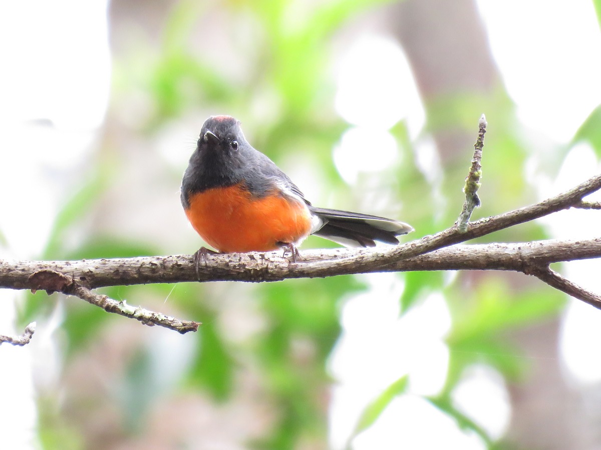 Slate-throated Redstart - Oliver  Komar