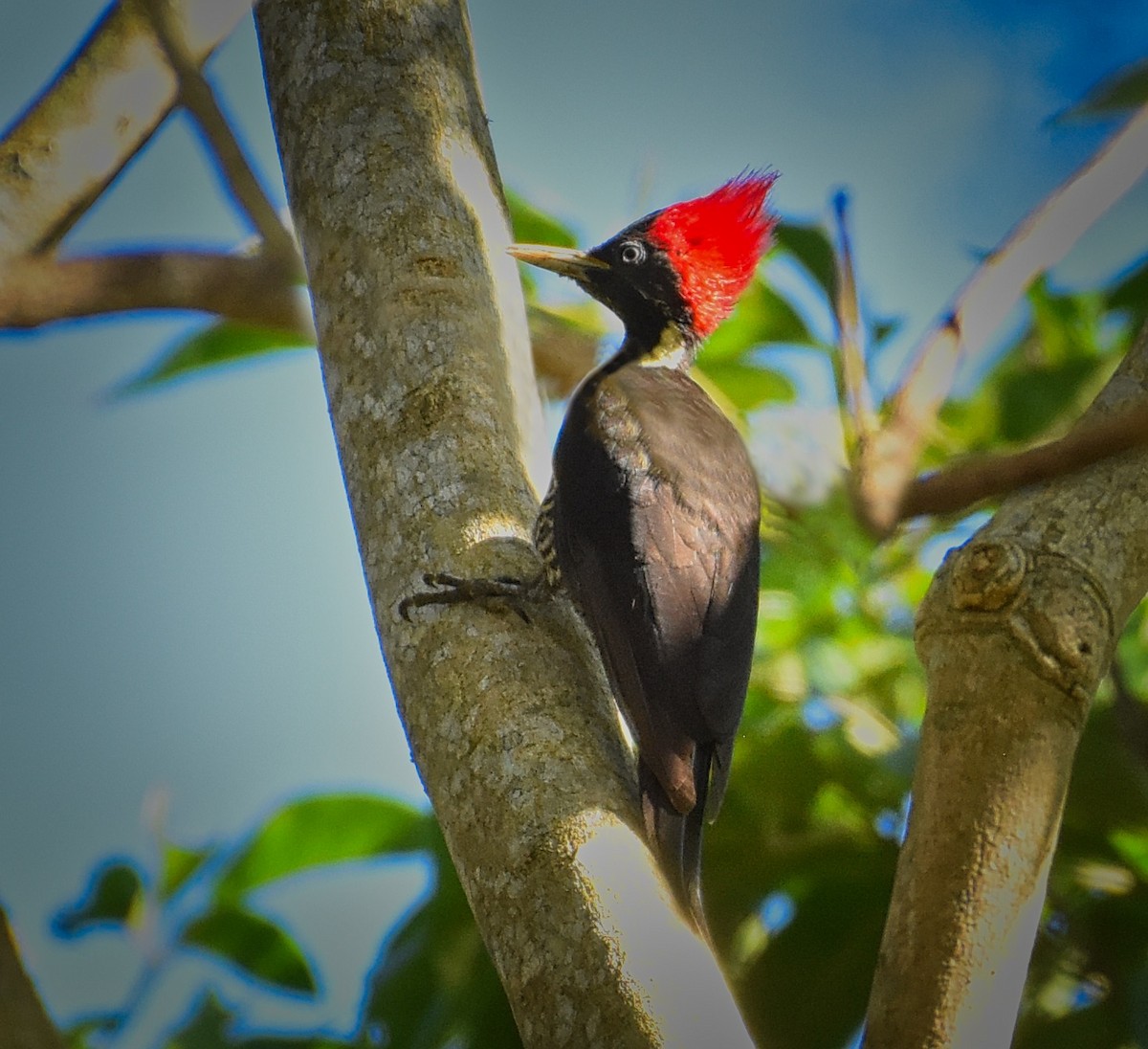 Lineated Woodpecker - ML85539381