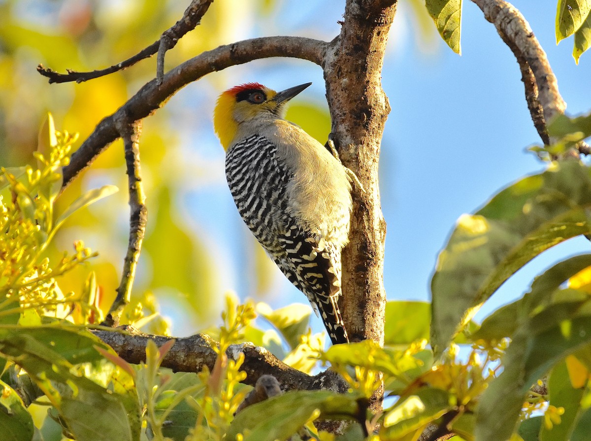 Golden-cheeked Woodpecker - Roger Beardmore