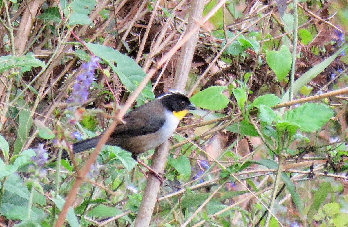 White-naped Brushfinch - ML85539541