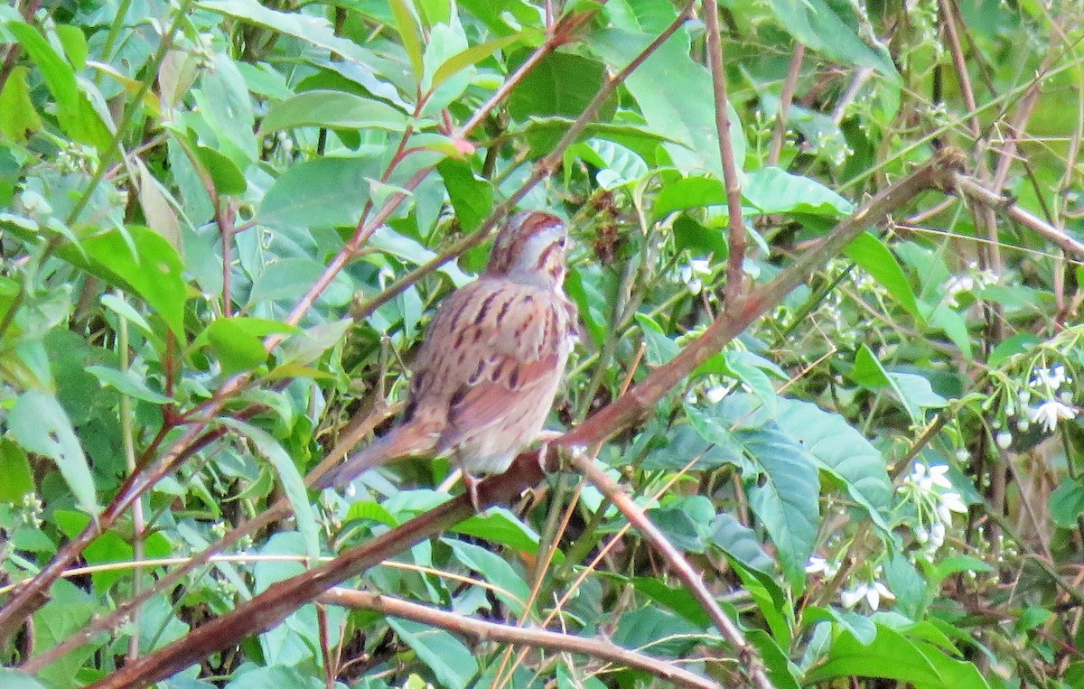 Lincoln's Sparrow - Oliver  Komar