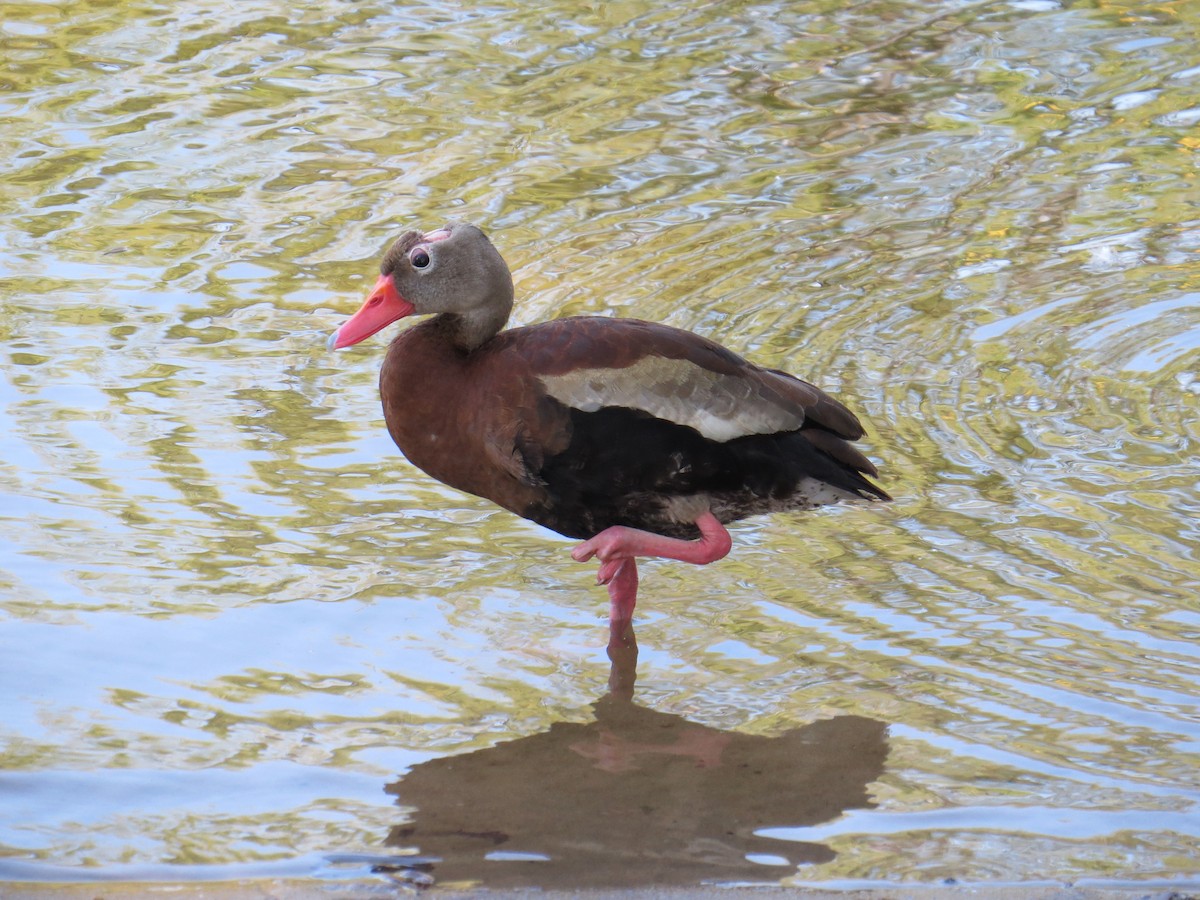 Black-bellied Whistling-Duck - Kevin Groeneweg