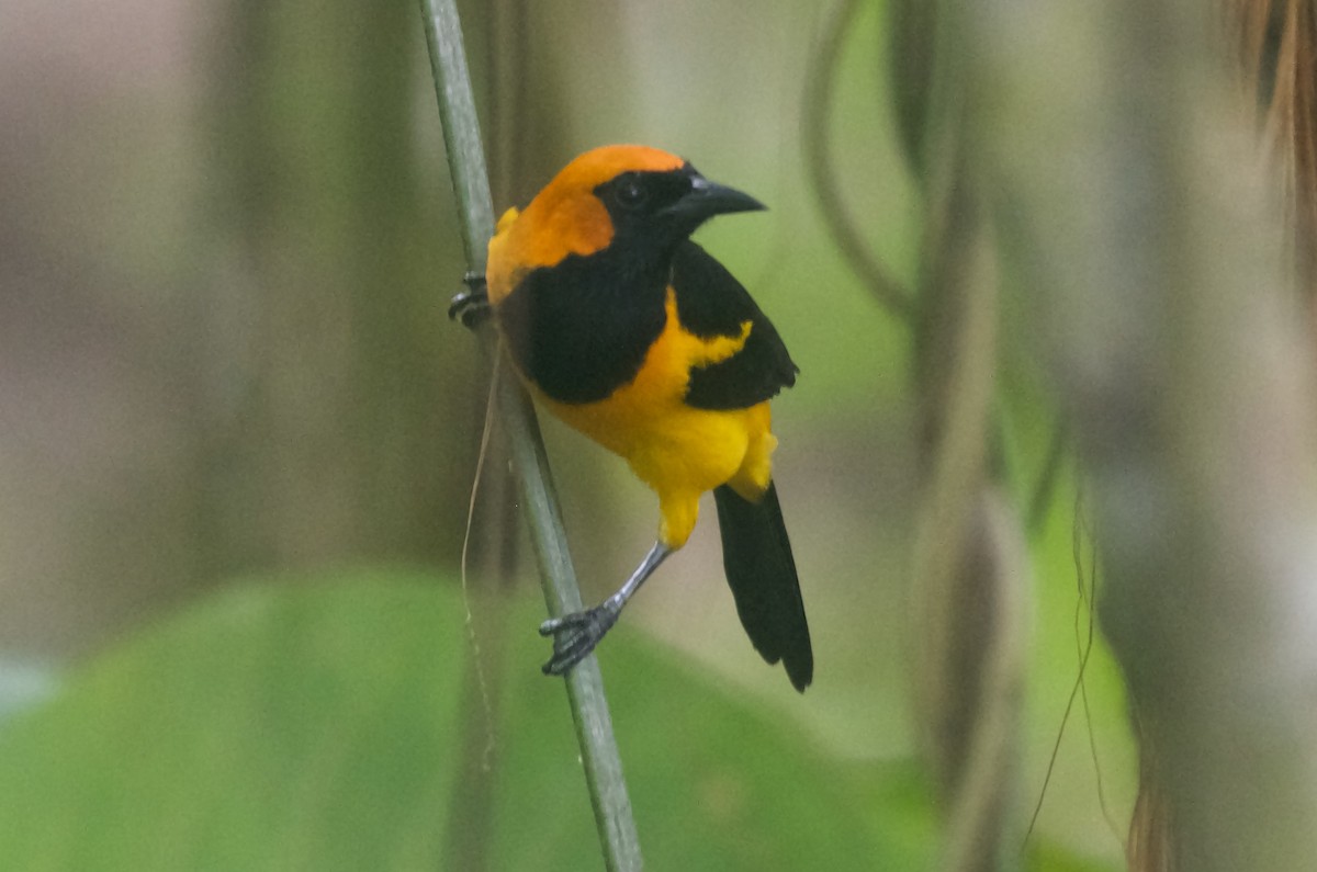 Orange-crowned Oriole - ML85541851