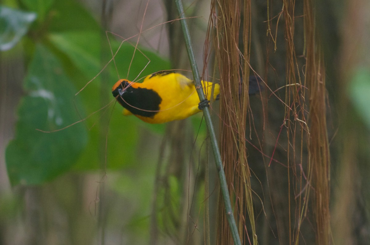 Orange-crowned Oriole - ML85541871