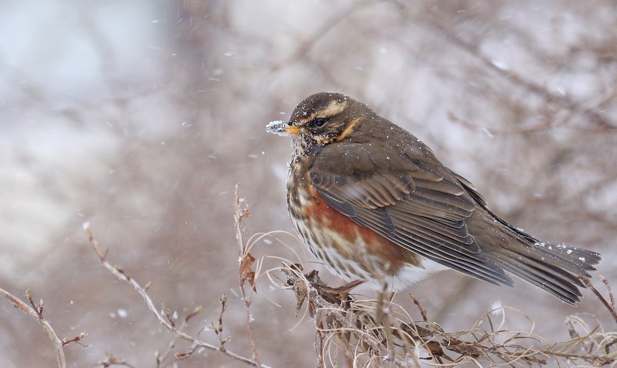 Redwing (Icelandic) - Ryan Schain