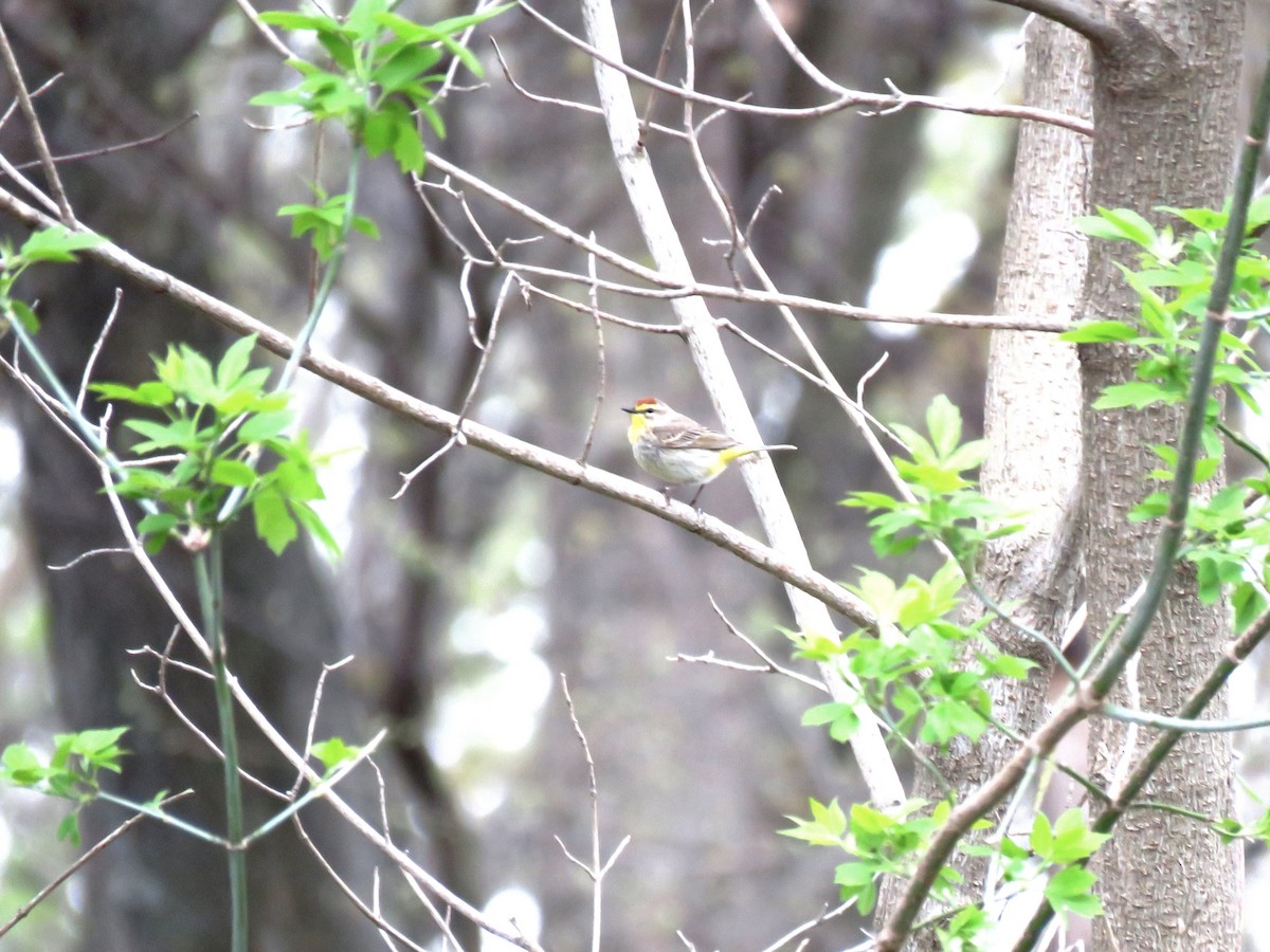 Palm Warbler - Glenn Wilson