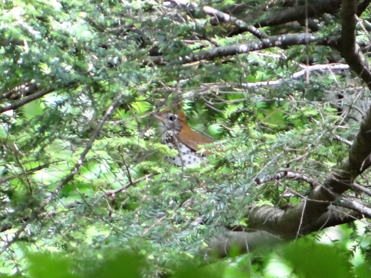 Wood Thrush - ML85545081