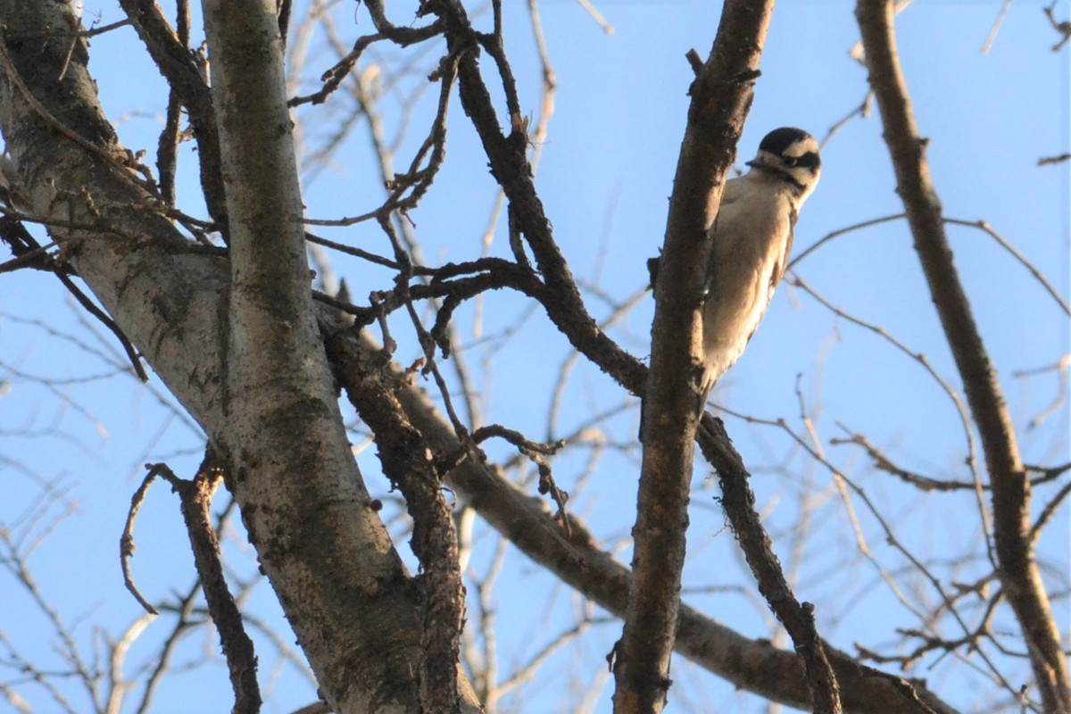 Downy Woodpecker - ML85545271