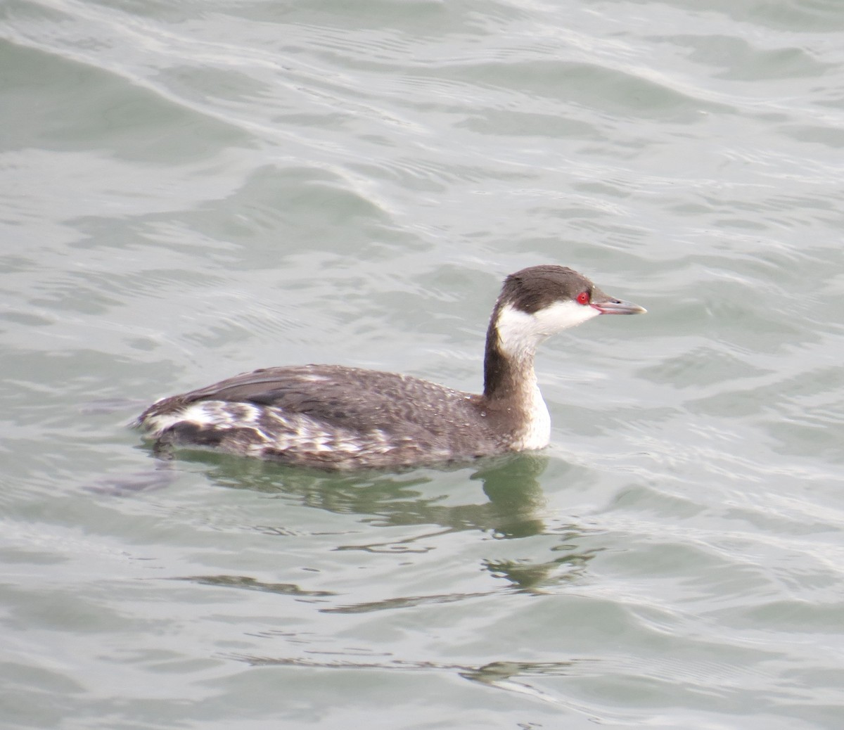 Horned Grebe - ML85546341