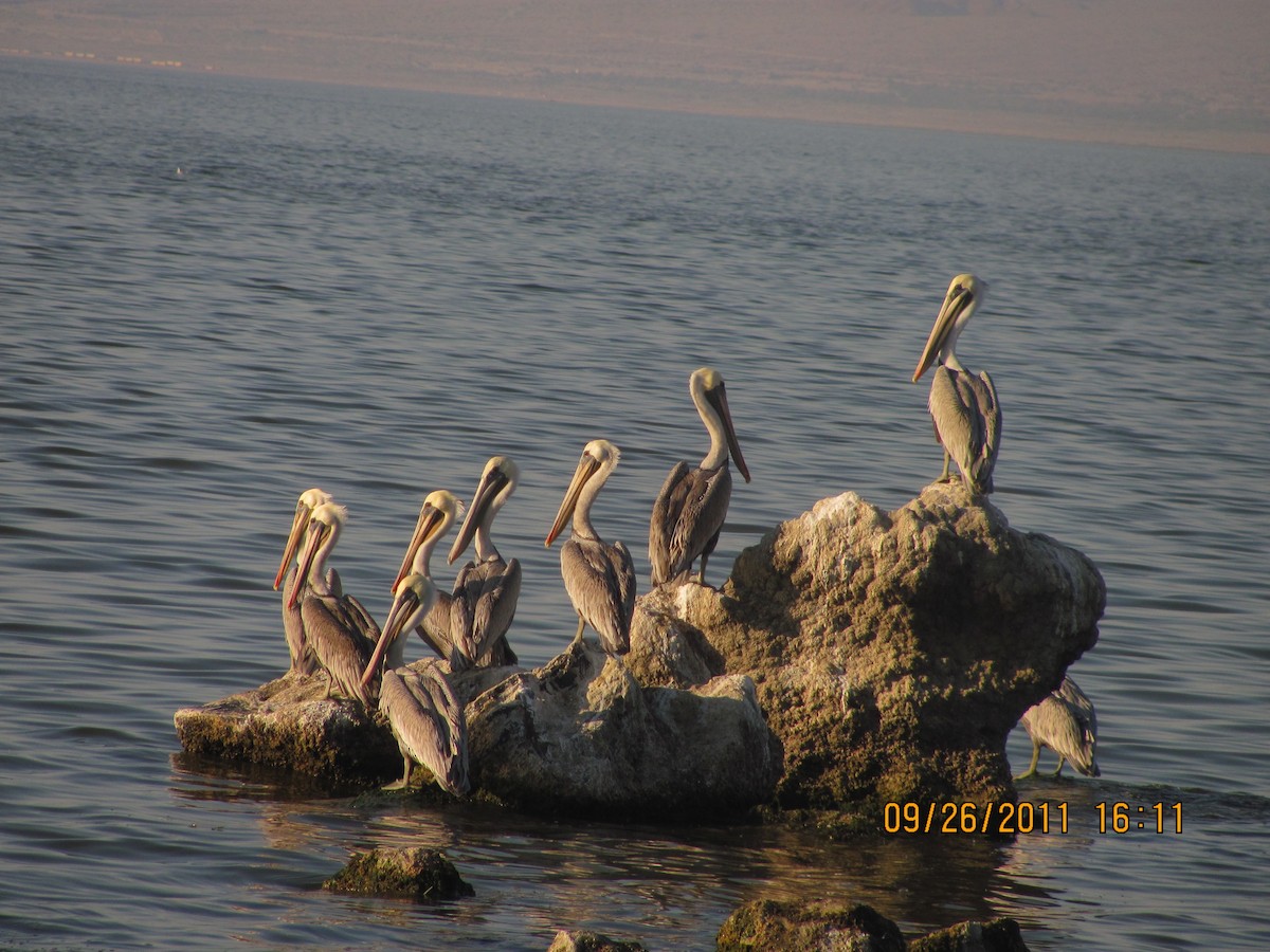 pelikán hnědý - ML85546491