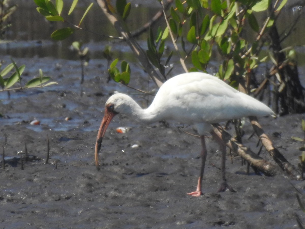 ibis bílý - ML85547621