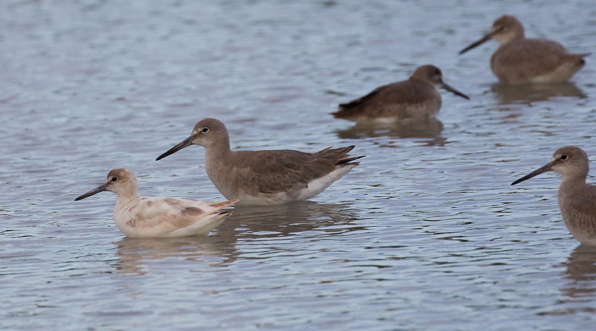 Willet - Andrew Haffenden