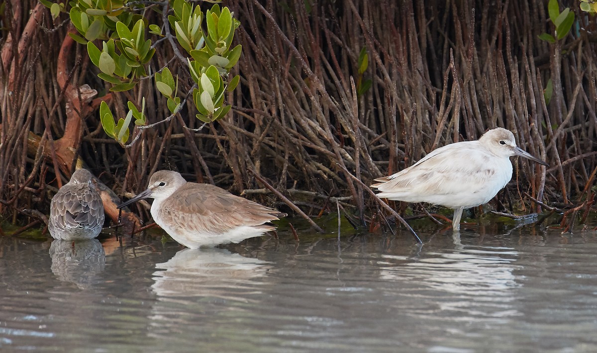 Willet - Andrew Haffenden