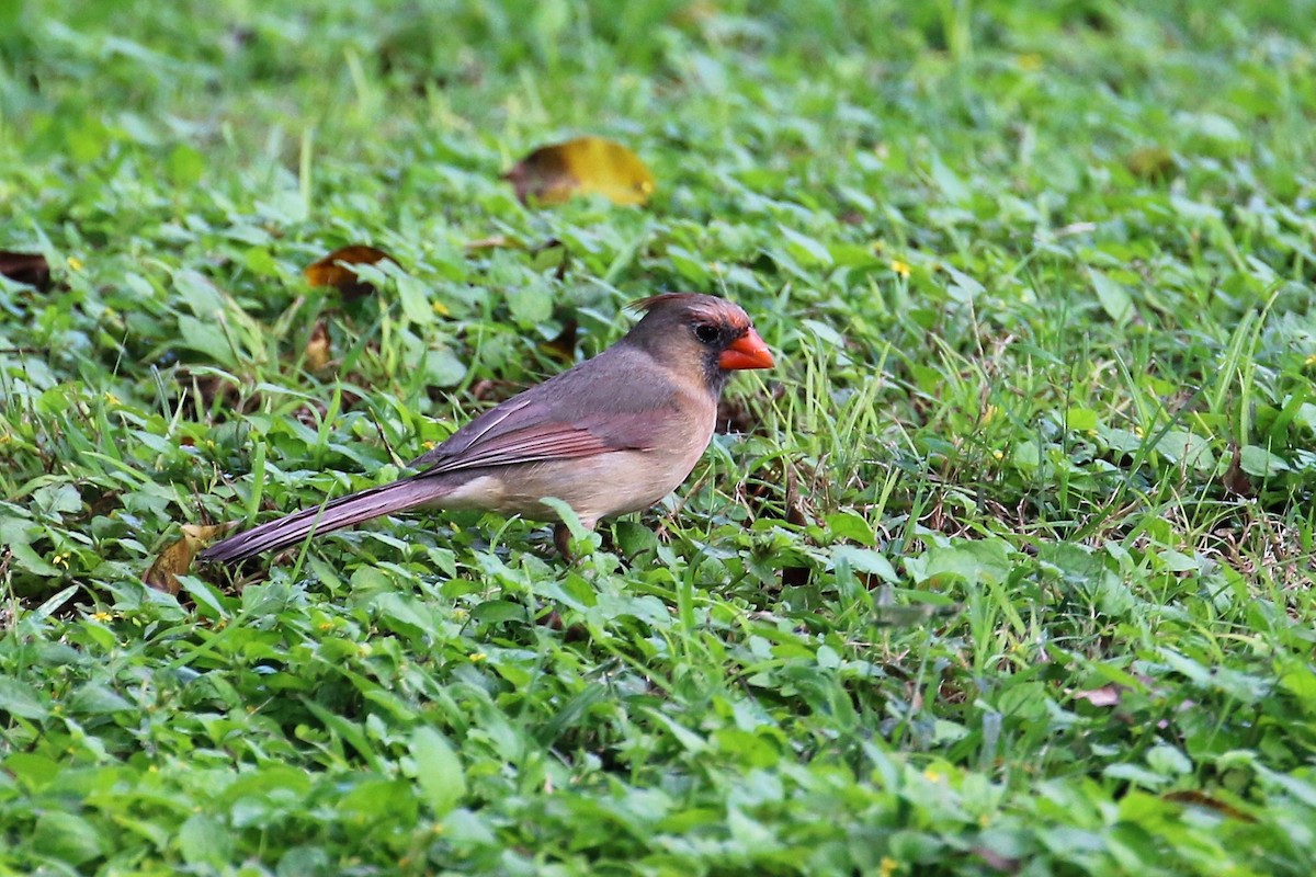 Northern Cardinal - ML85550891