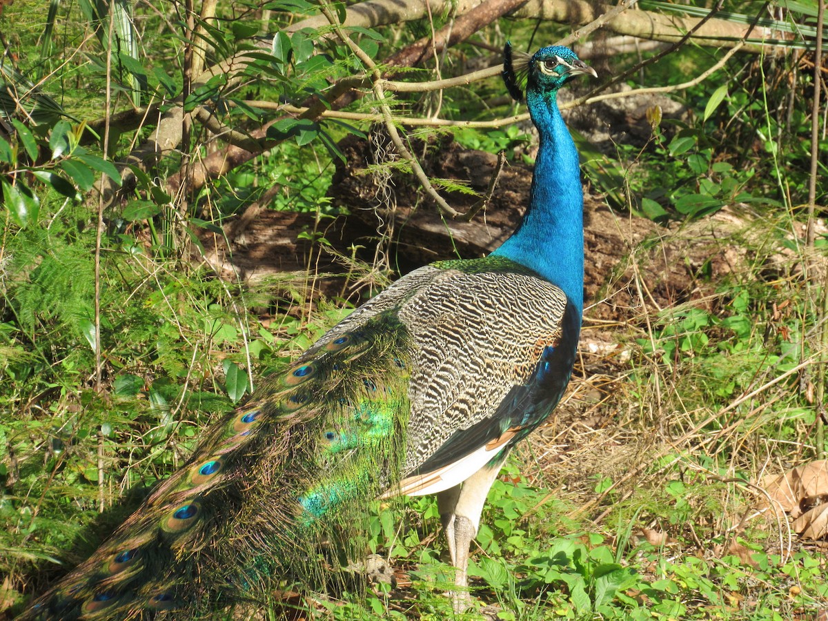 Indian Peafowl - ML85550911