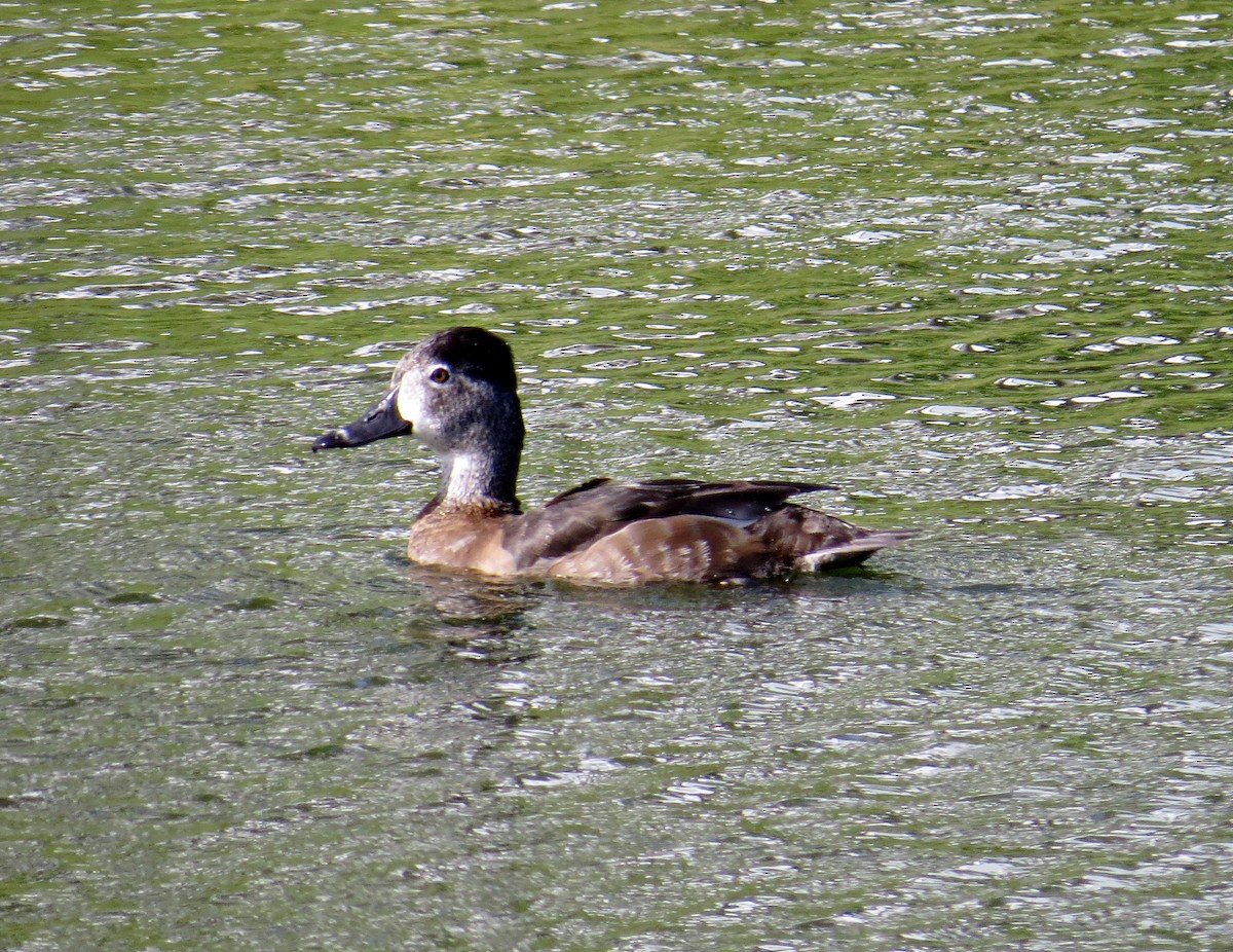 Ring-necked Duck - ML85551221