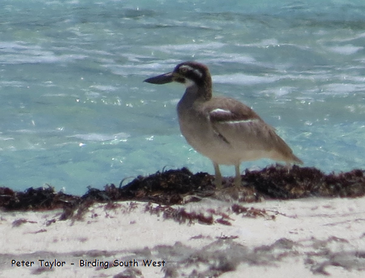 Beach Thick-knee - ML85551641