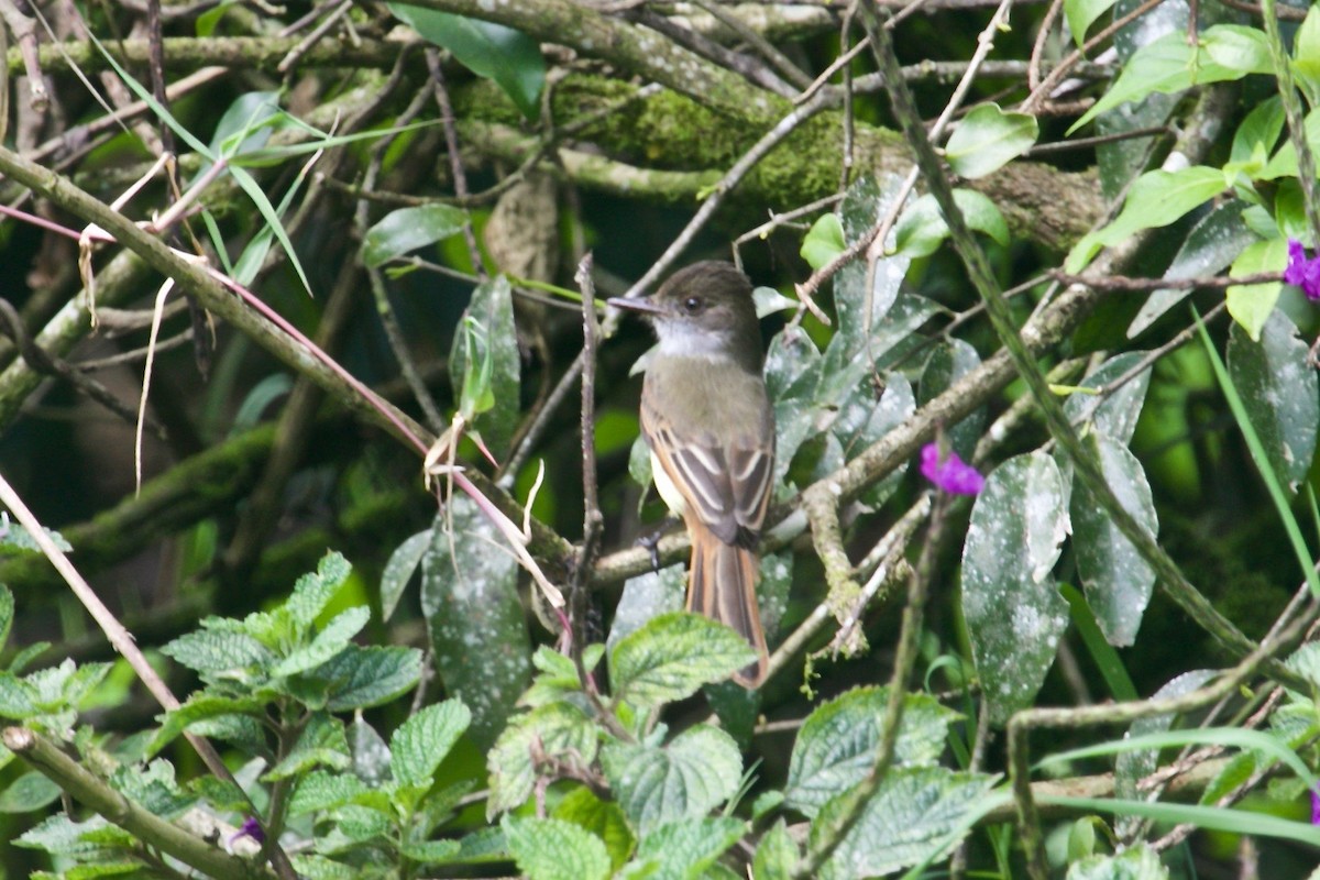 Dusky-capped Flycatcher - Gil Ewing