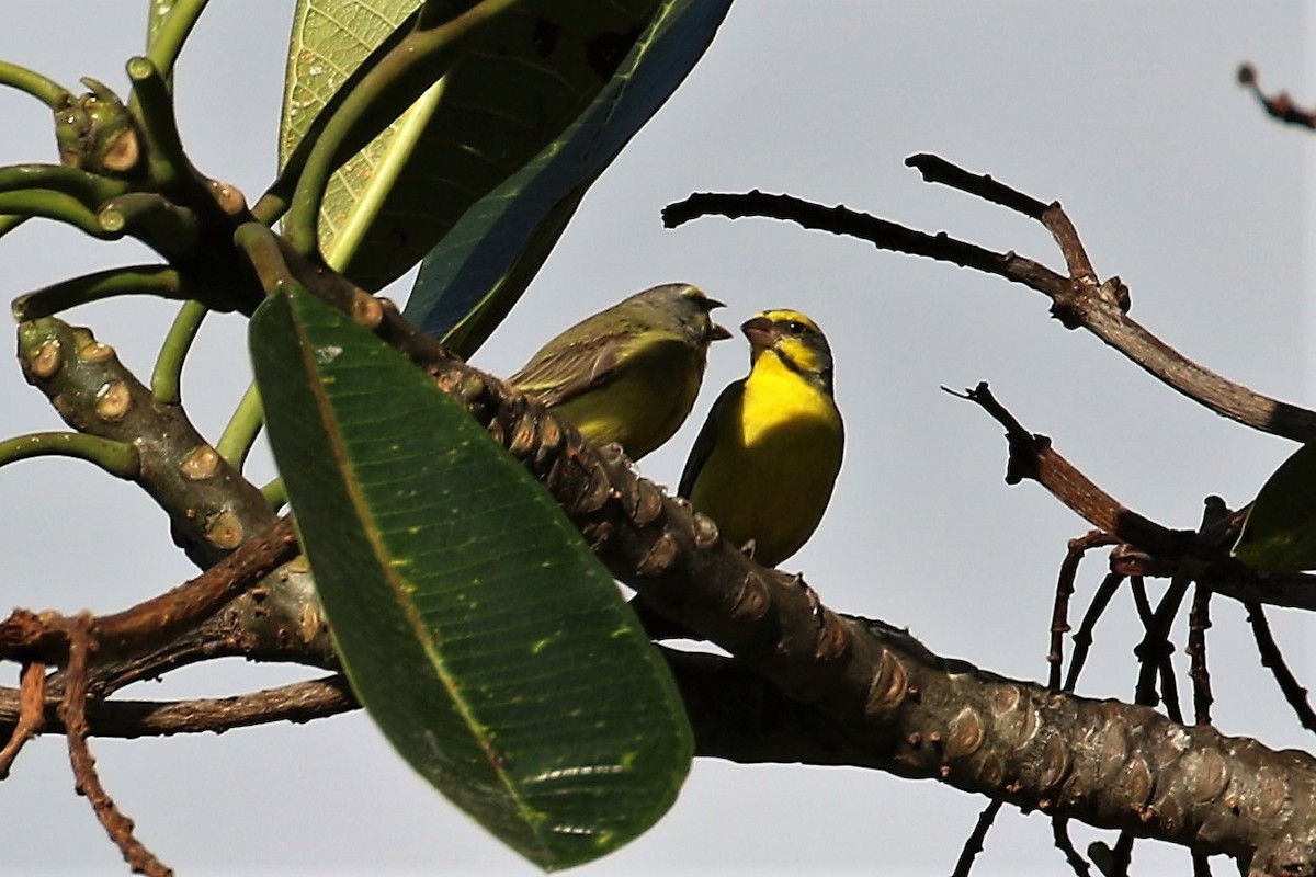 Yellow-fronted Canary - ML85551961