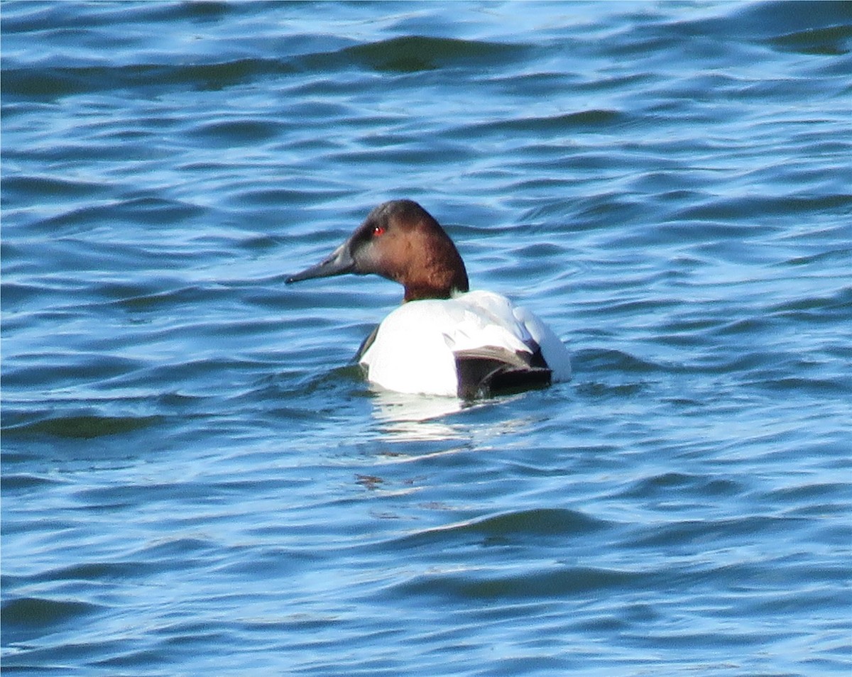 Canvasback - ML85553481