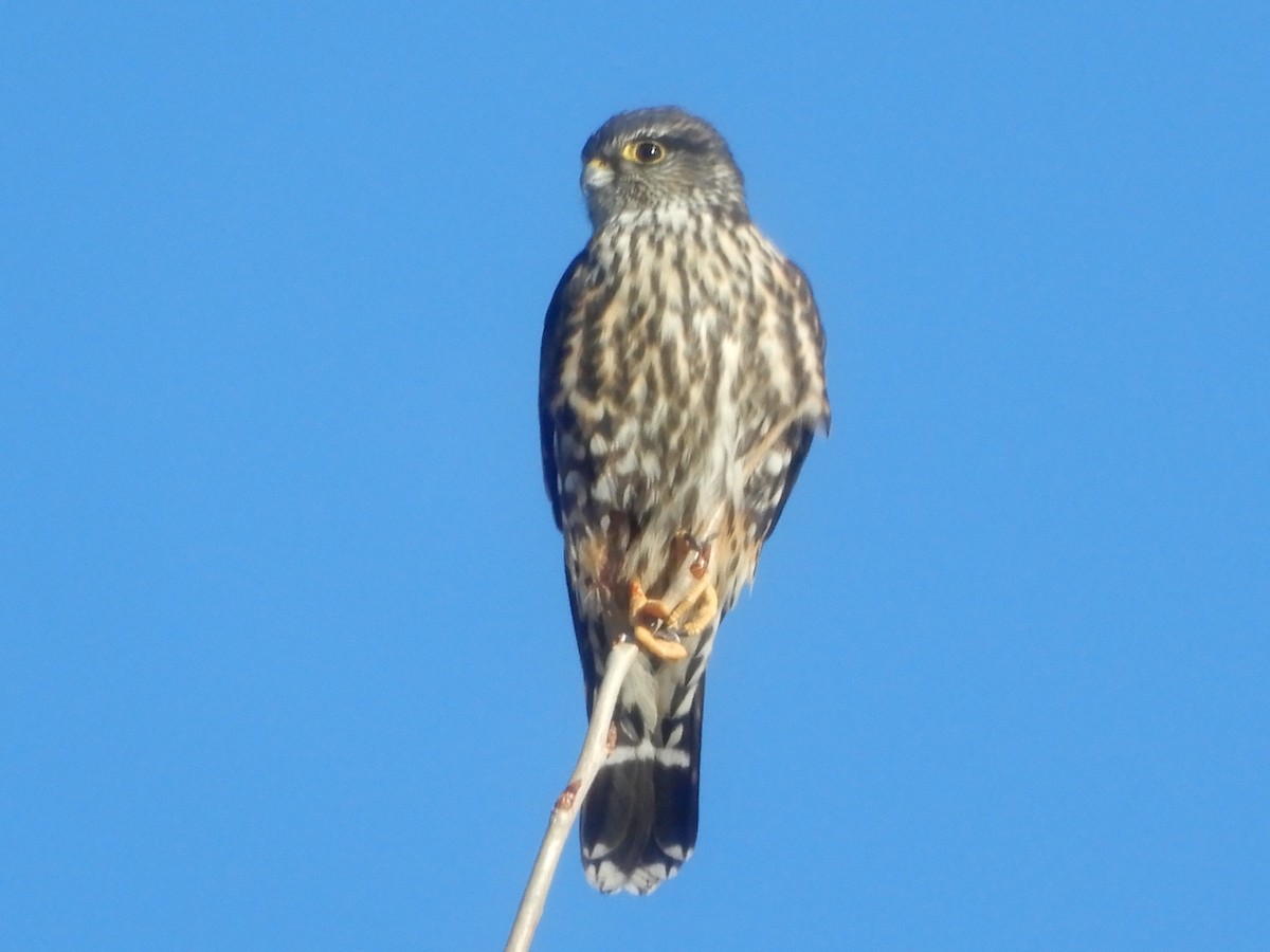 Merlin - Scott Crabtree