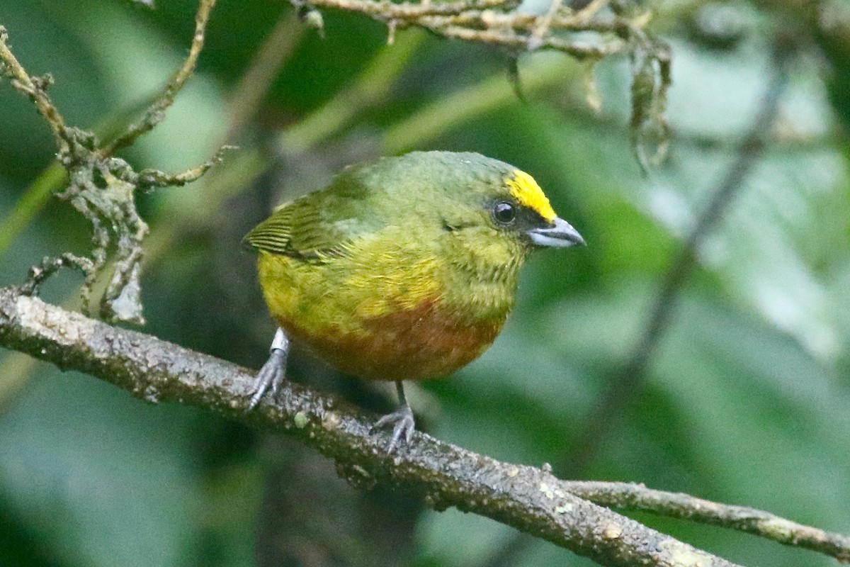 Olive-backed Euphonia - ML85556491