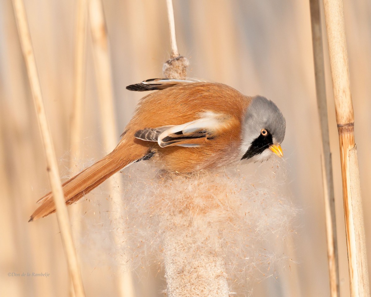 Bearded Reedling - ML85557191