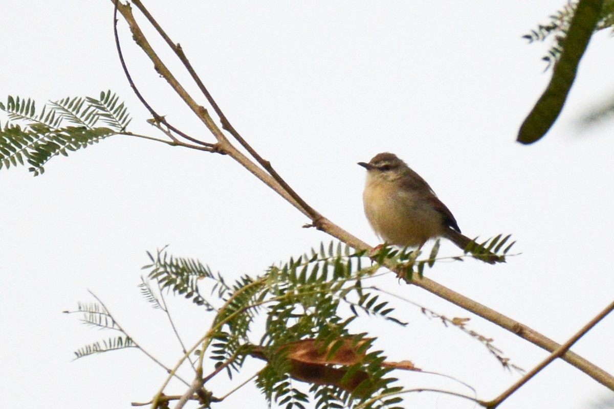 Tawny-flanked Prinia - ML85557321