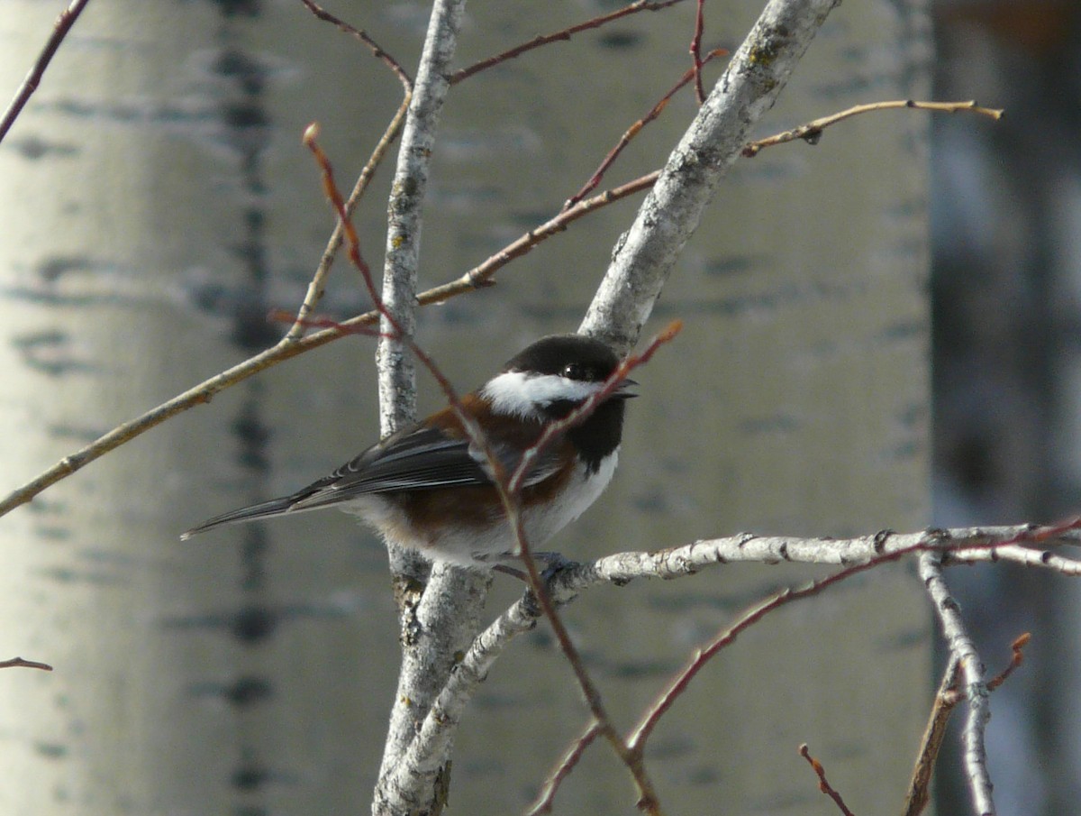 Mésange à dos marron - ML85557611