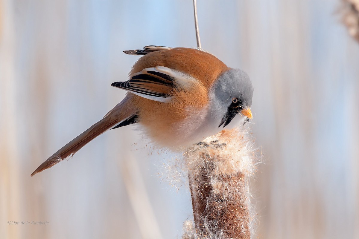 Basettino - ML85557821