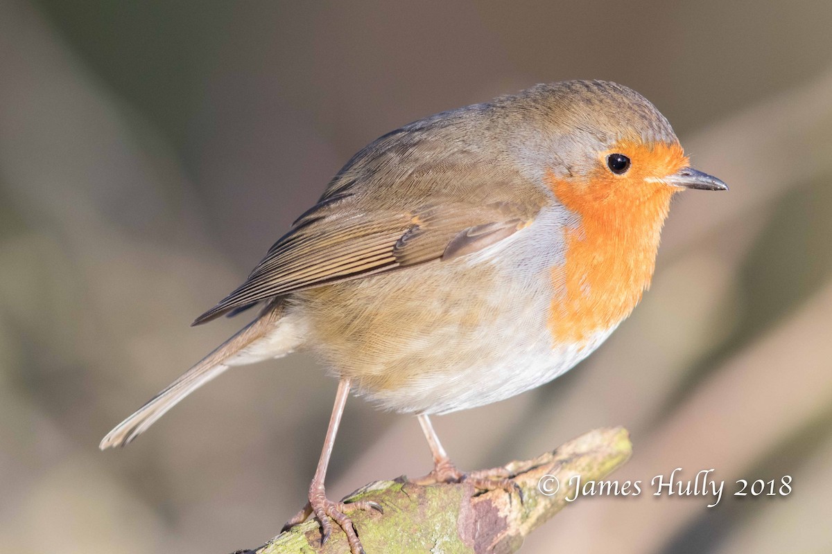 European Robin - ML85558351