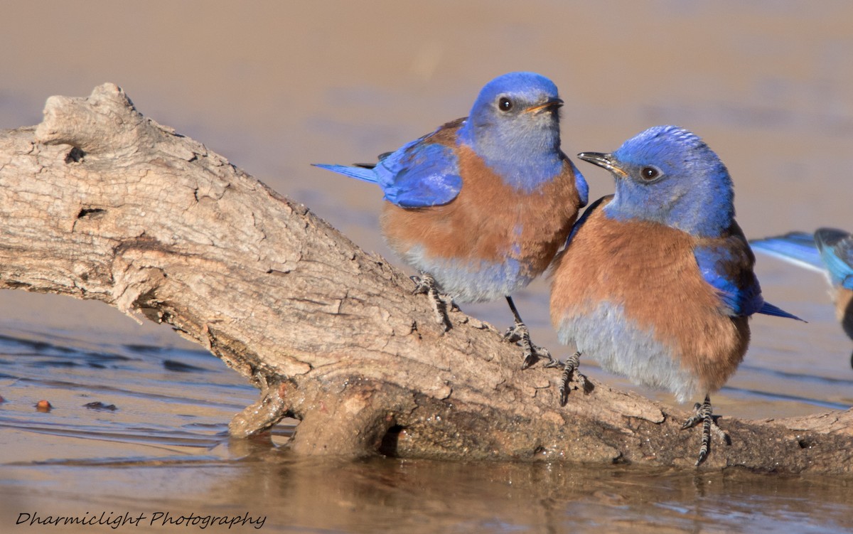 Western Bluebird - ML85558621