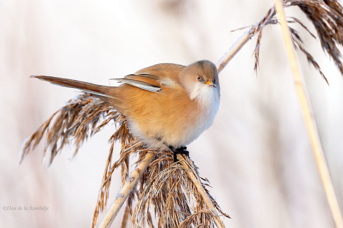 Bearded Reedling - ML85558871