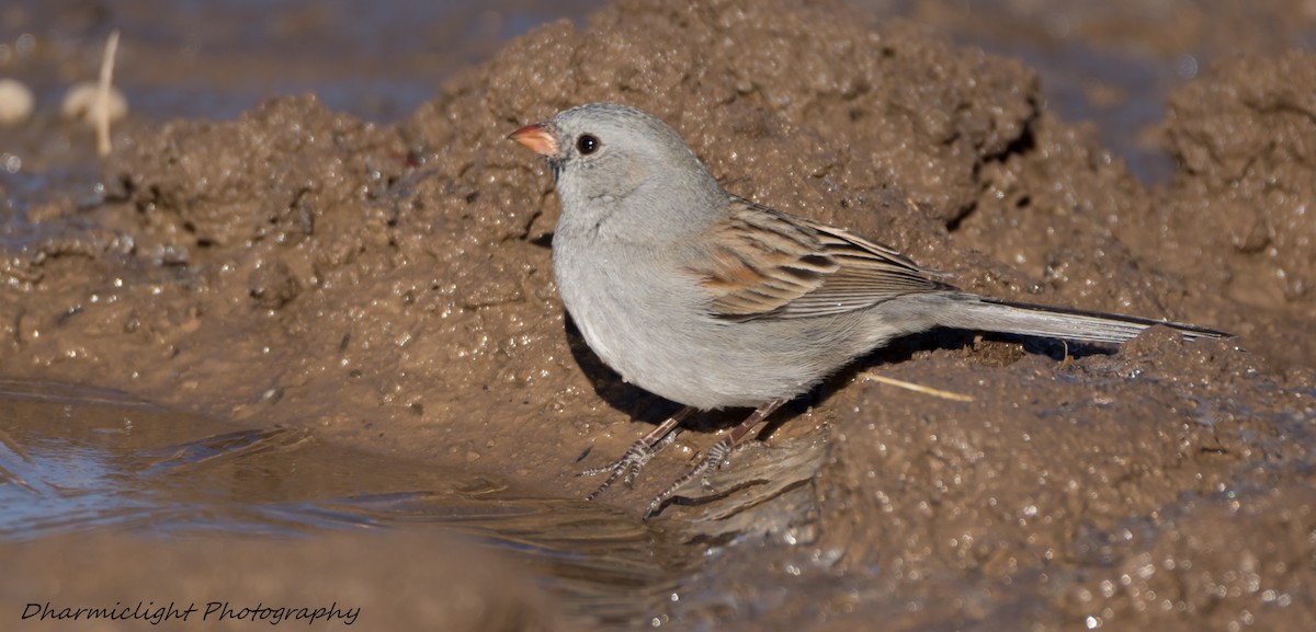 Black-chinned Sparrow - ML85559611