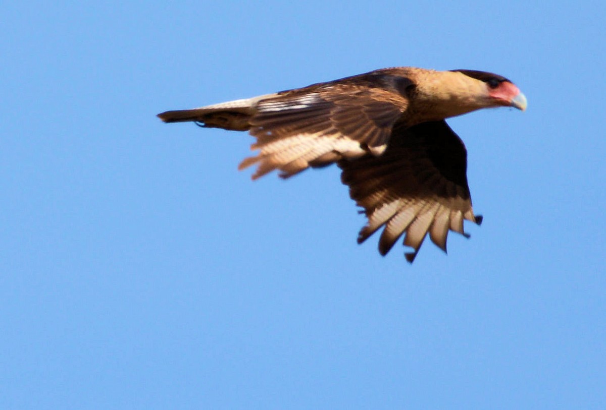 Crested Caracara (Northern) - ML85561521