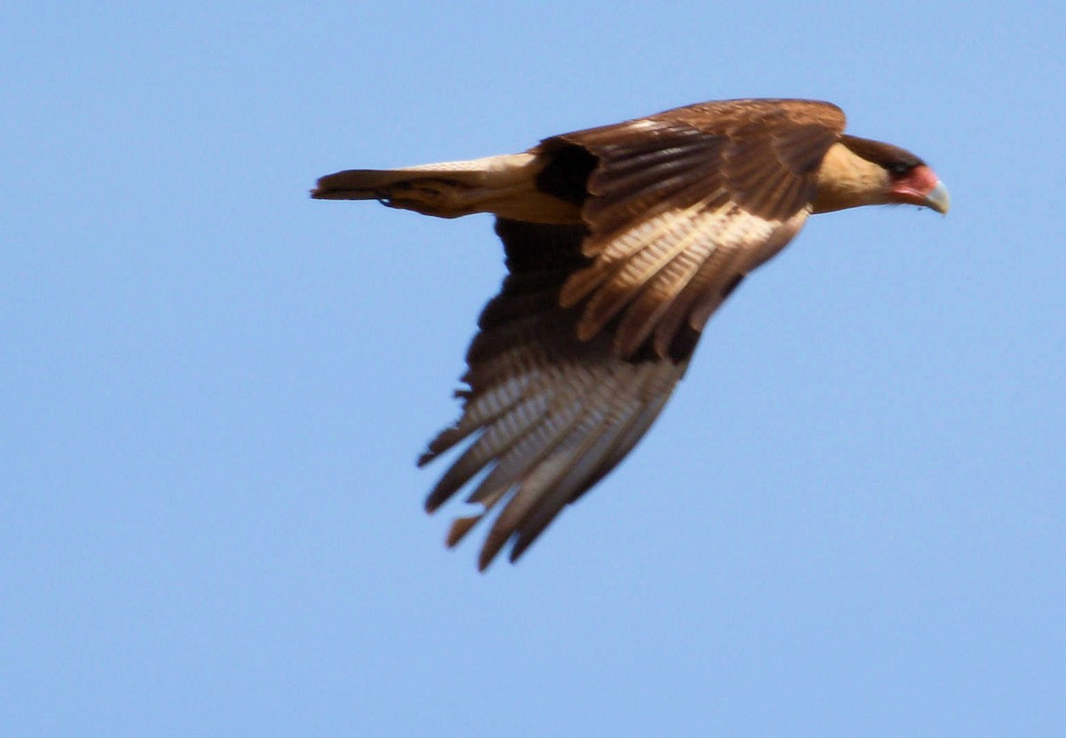 Crested Caracara (Northern) - ML85561551