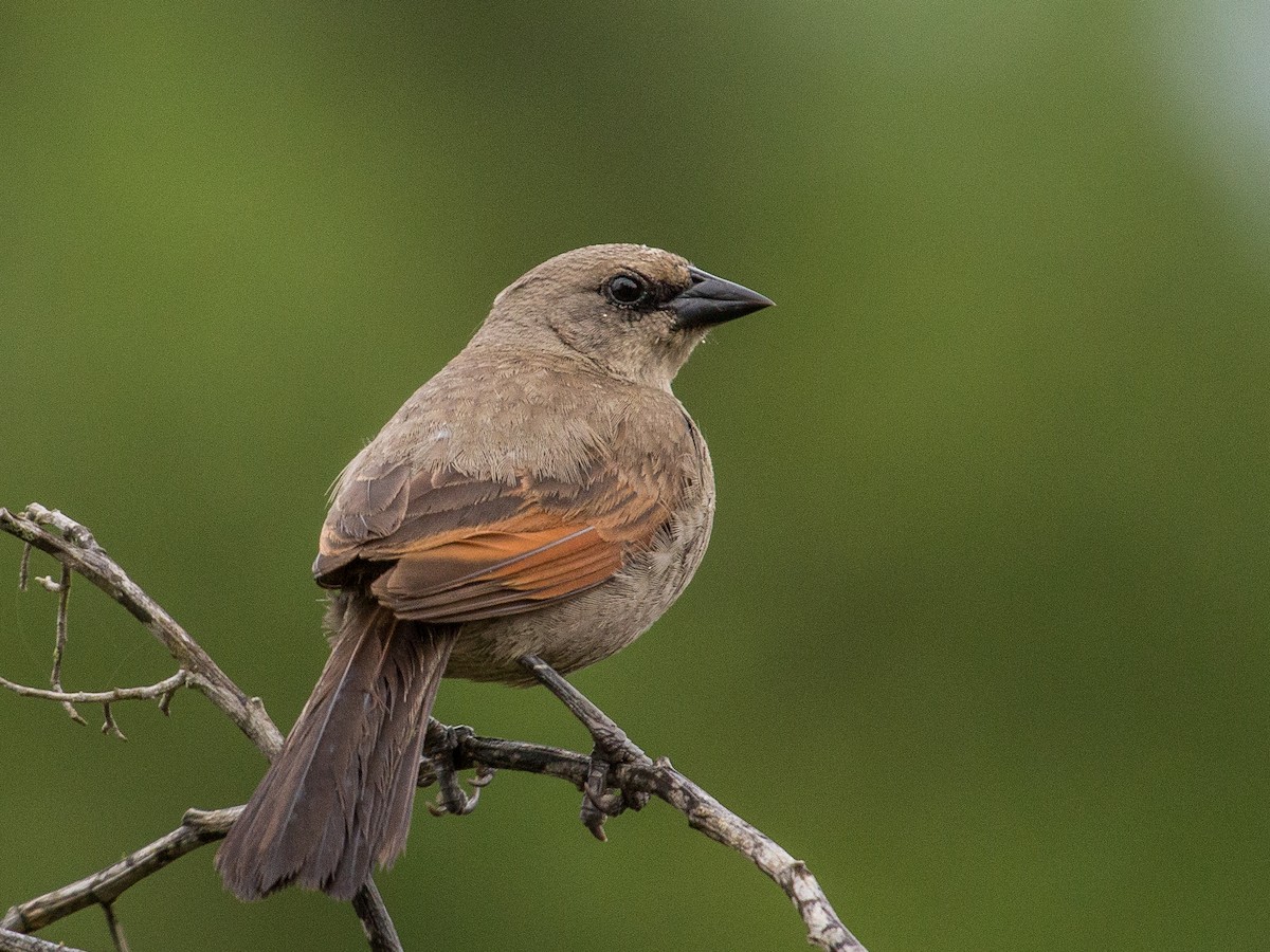 Grayish Baywing - Fernando  Jacobs