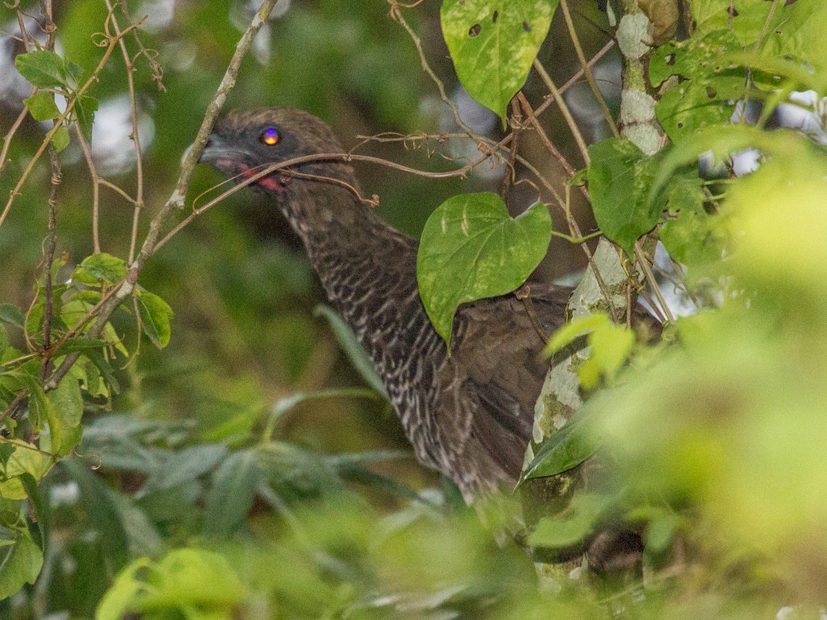 Chachalaca Escamosa - ML85562141